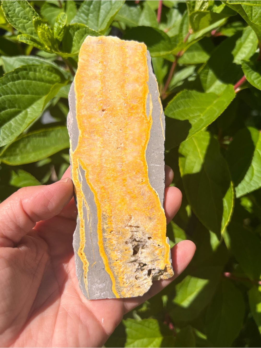 Vibrant Yellow Banded Mineral Slab